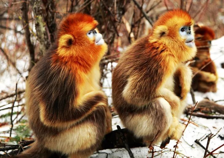 成都附近看雪一日游推荐表,成都周边轻徒步玩雪一日游