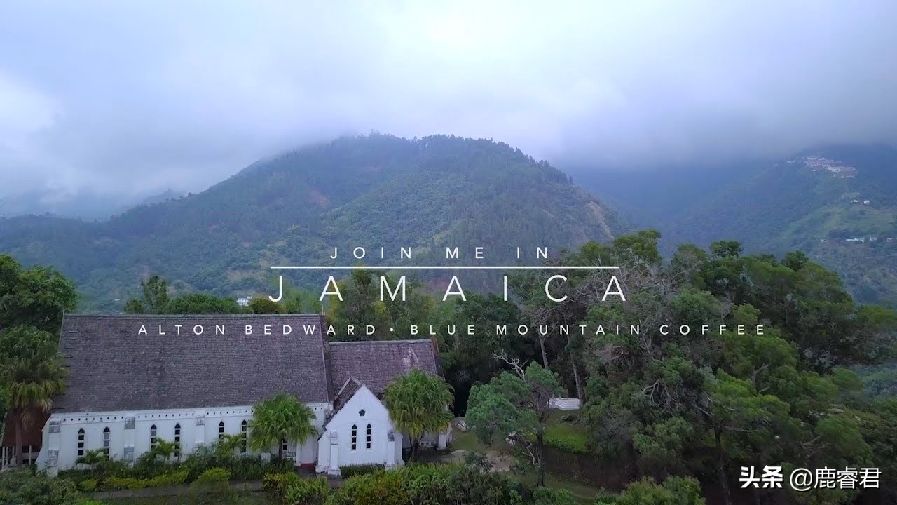 最正宗的蓝山咖啡,真正的蓝山咖啡日本