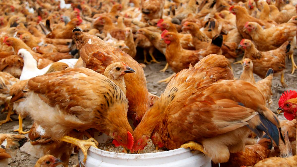 养鸡怎么去除霉菌视频教学,养鸡怎么去除霉菌病毒最有效