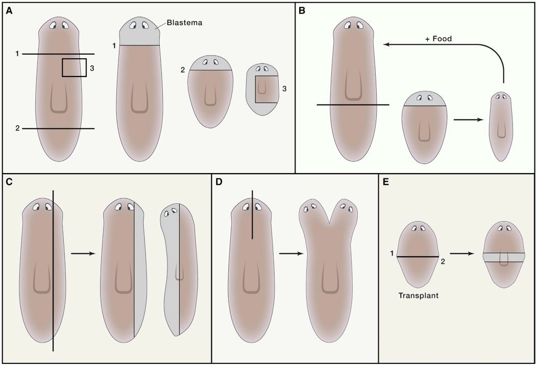 科学家发现的神秘恐怖生物,科学家发现的恐怖生物