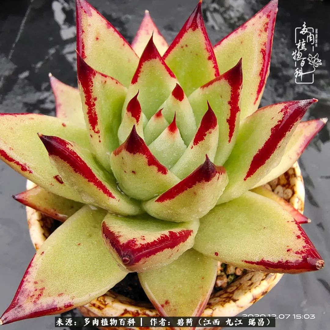 养了五年的多肉看到岁月的痕迹,经过一年春夏秋冬的轮回