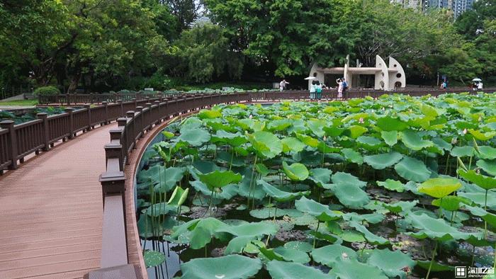 深圳花海公园地址在哪里,深圳中心河公园花海