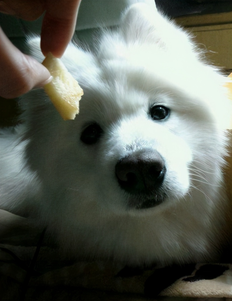 这几种食物会让狗狗身体坏掉,喂食的六大禁忌