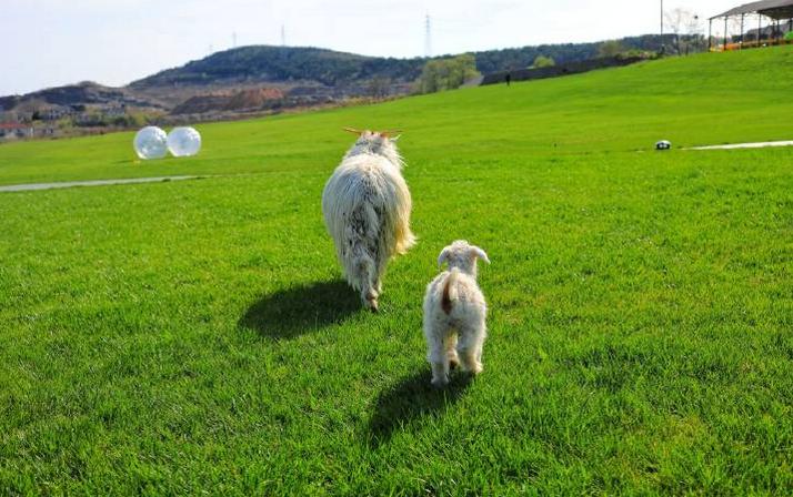 避暑亲子旅游推荐5天游,暑期草原亲子游攻略