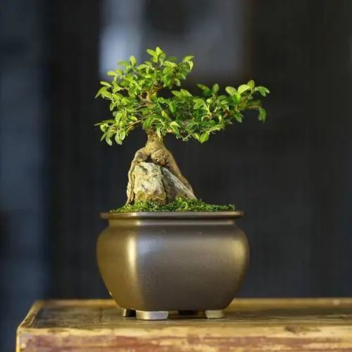 小榆树盆景设计100种形态,榆树盆景用的榆树是什么品种