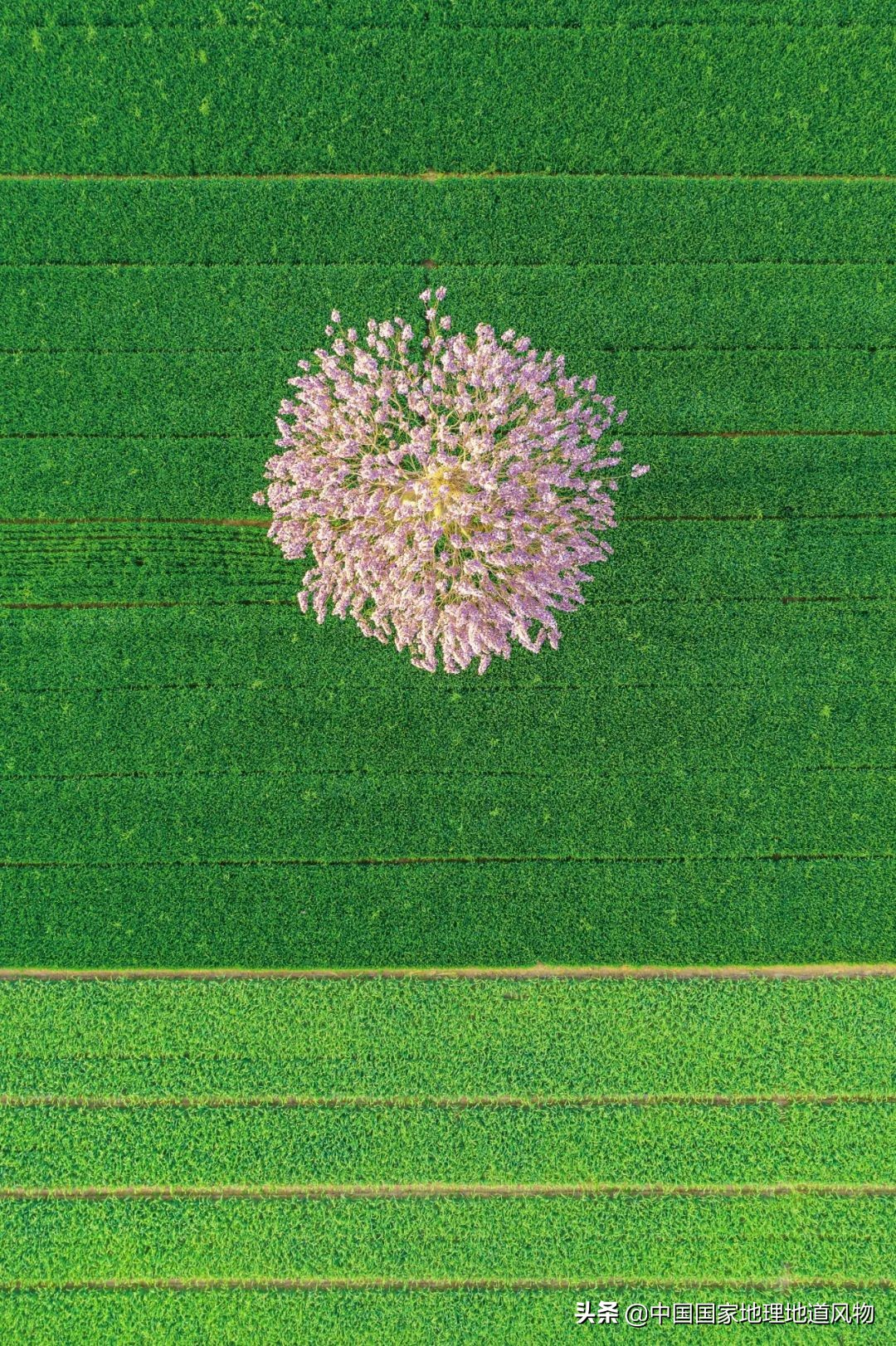 黑龙江和山东谁是农业大省,黑龙江和河南谁是第一粮仓