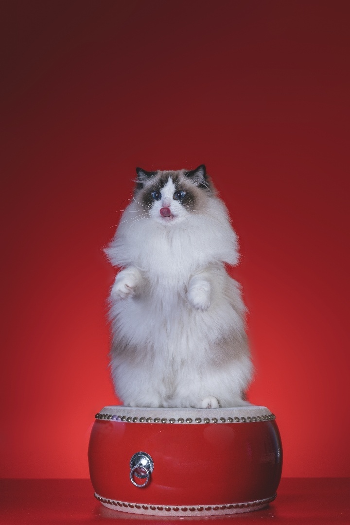 在米拍聚众吸猫吸狗是一种怎样的体验？