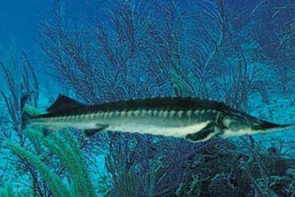 养殖鲟鱼要什么条件,养殖鲟鱼的必要要点