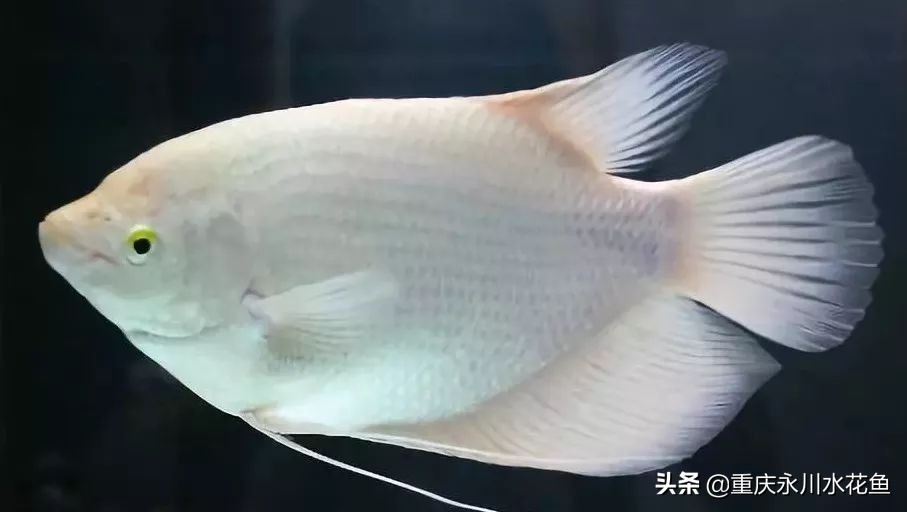 十大最好看的观赏鱼,观赏鱼100种形态