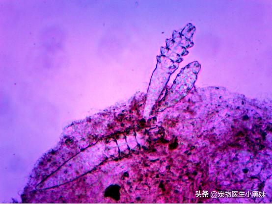 一例犬蠕形螨病的诊断与治疗步骤,犬蠕形螨虫病是什么引起