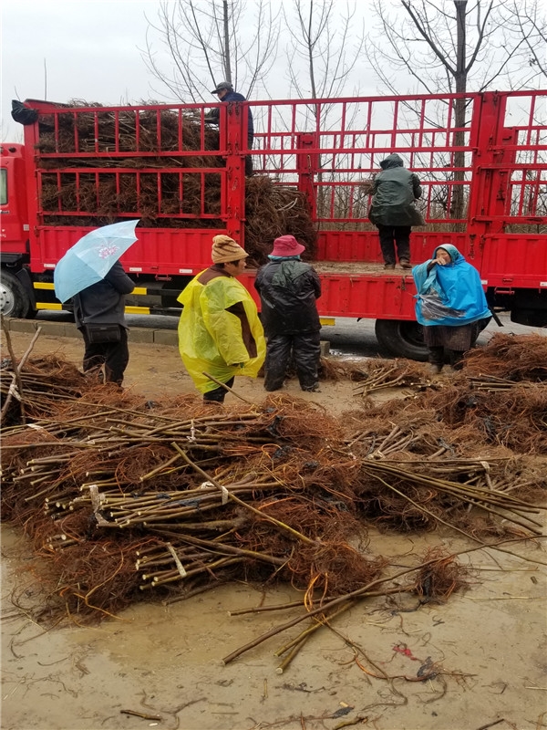 蓬莱柿与无花果区别,亚当无花果就是蓬莱柿吗