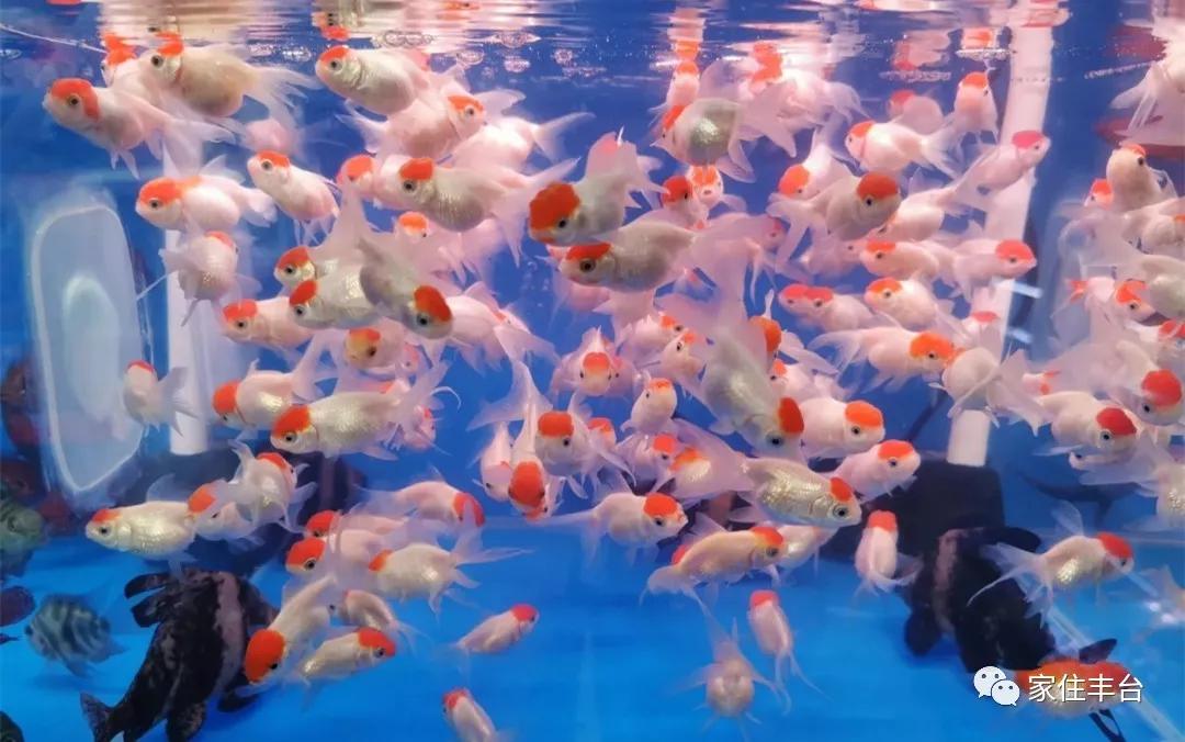 丰台四大花市在哪里,北京丰台值得逛一逛