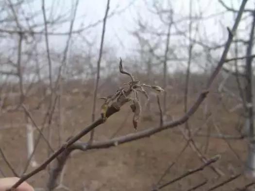 果树清园到底用什么药最好,冬季蜜柚清园管理要点