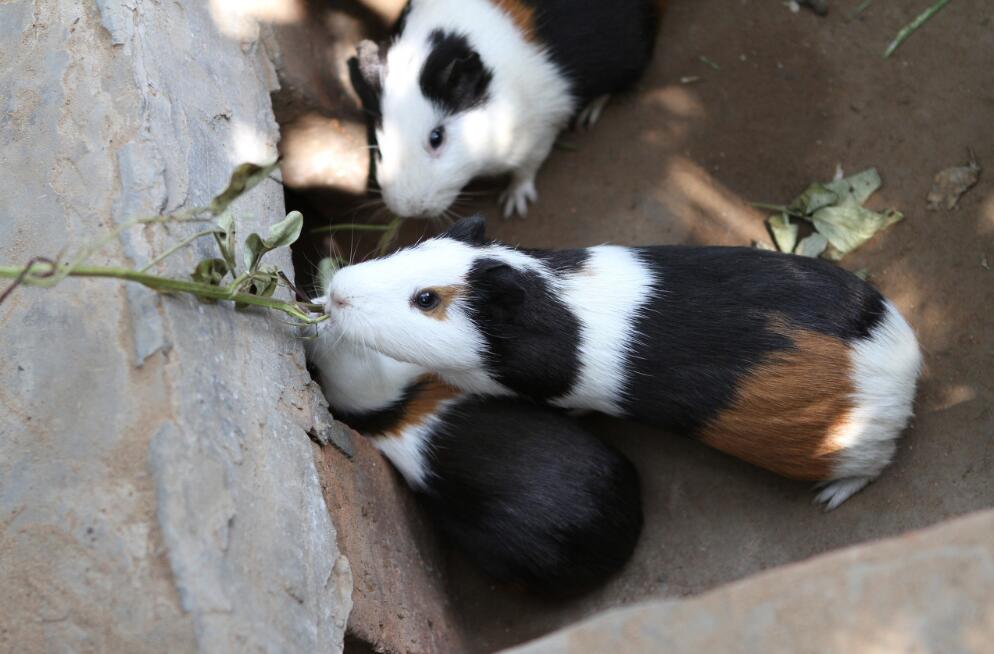 养殖荷兰猪价值多少,养殖荷兰猪一般多少钱一只