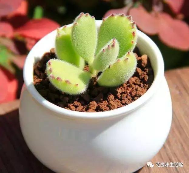 多肉小课堂长寿花,多肉植物小课堂视频