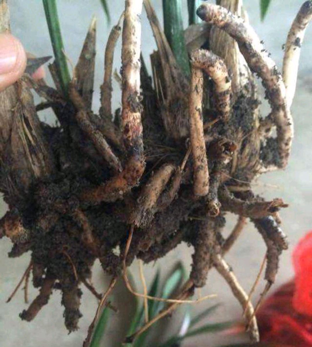 浇水过多死的植物,最容易浇死的6种花
