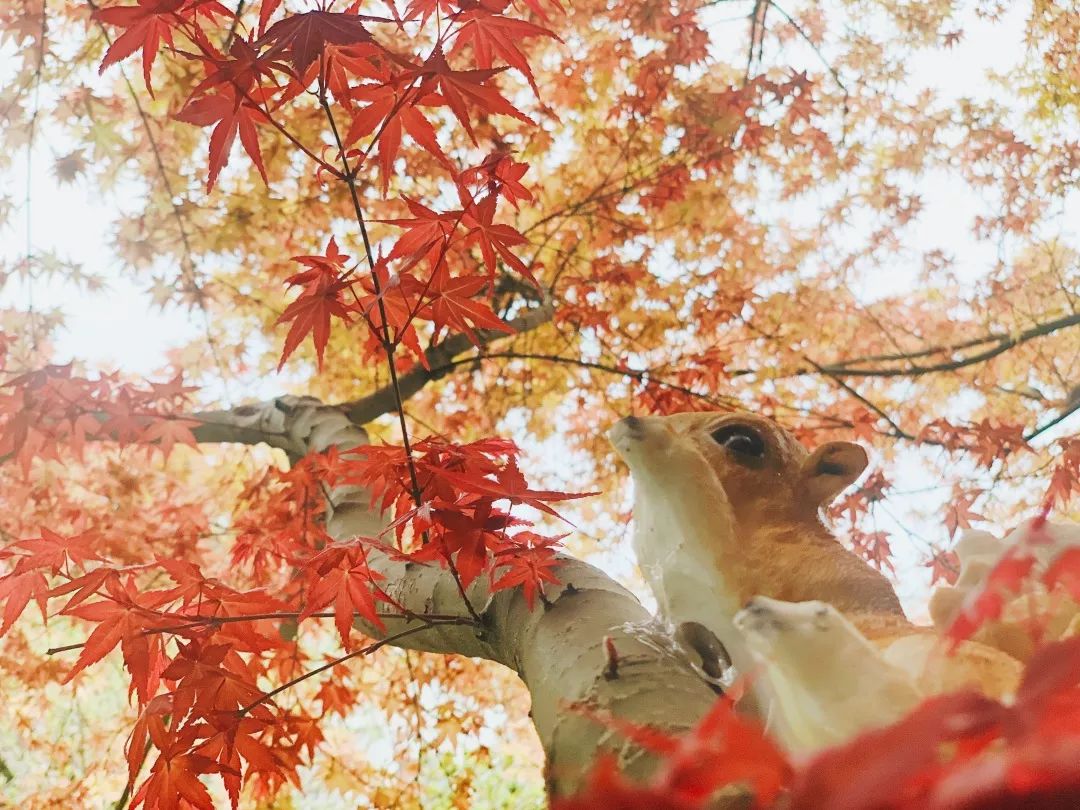 【秋色】一起逛青浦的校园,在书香中邂逅最美的秋