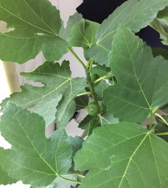 无花果坐果后怎么管理,无花果挂果期间应怎样护理