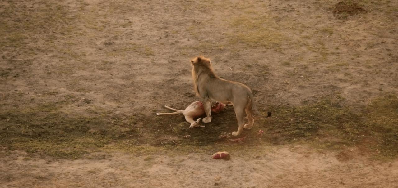 顶级猎手捕猎时刻,顶级猎手拼杀早期视频
