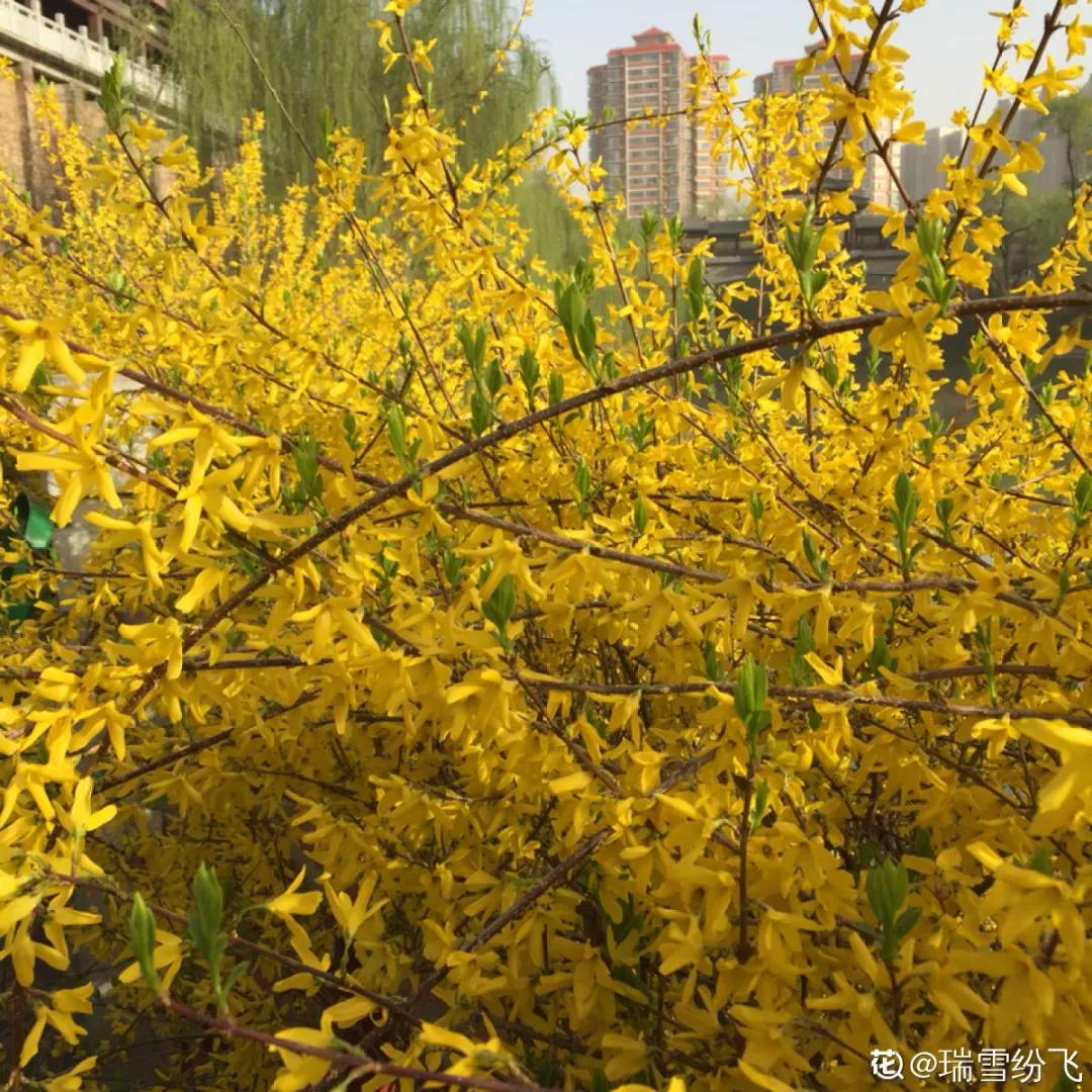 春天开的花有哪些常见又漂亮,十大名花在春天开的有哪些