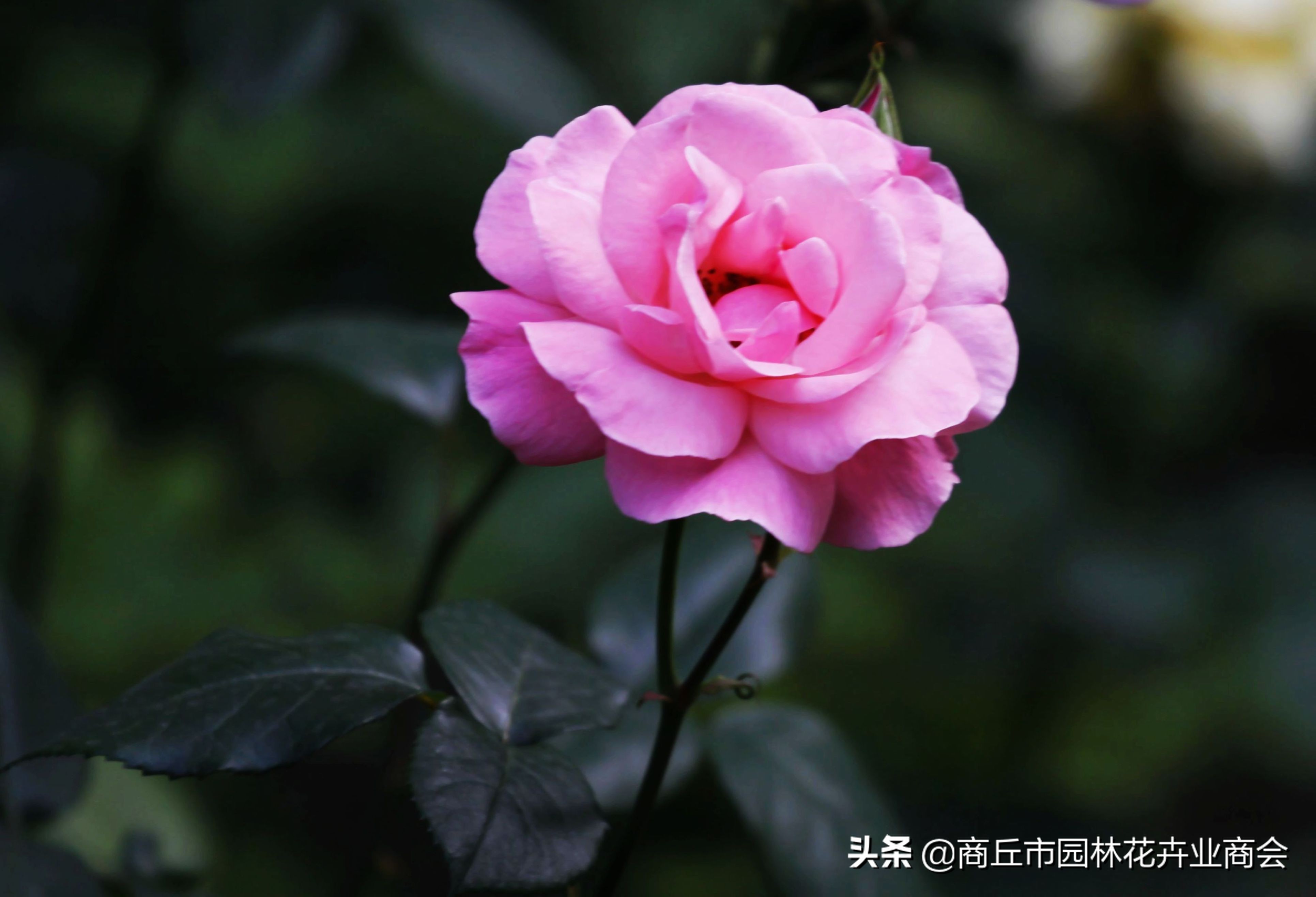 治月季黑斑病喷什么药好呢,治月季黑斑病的有效药哪里有卖的