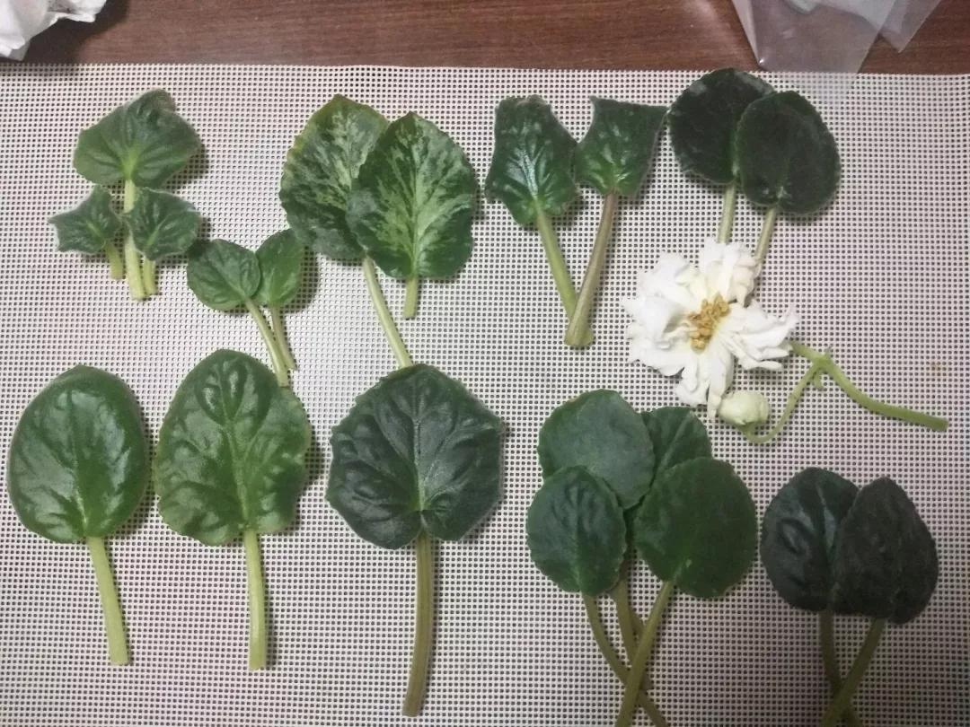 什么花最好养最耐阴,什么花最好种又耐阴