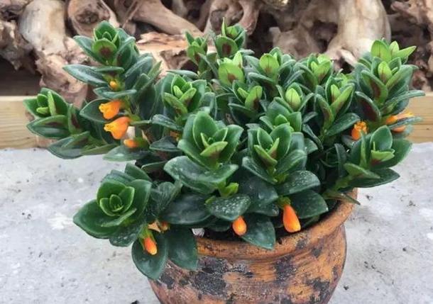 金鱼吊兰什么时候修剪不影响开花,金鱼吊兰不开花的原因和解决办法