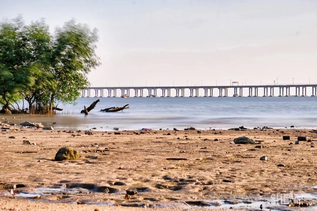 深圳11号线哪一站下车可以看海,坐深圳11号线去看海的地方