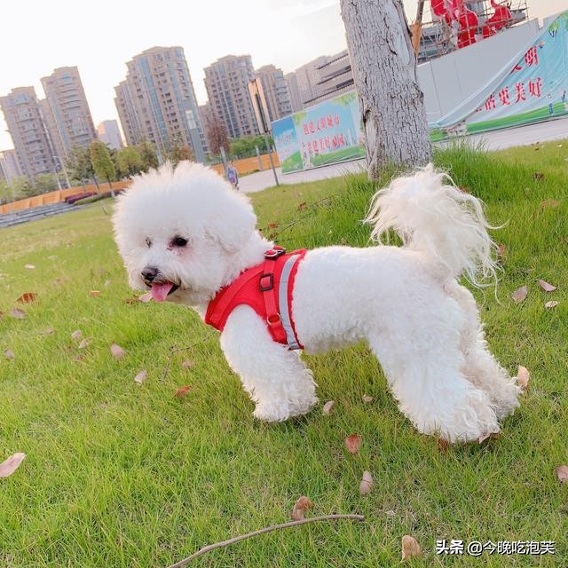 如何让比熊犬的毛变漂亮,比熊犬毛蓬松的正确方法