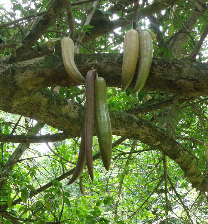 百种果子简介,百种果实图片