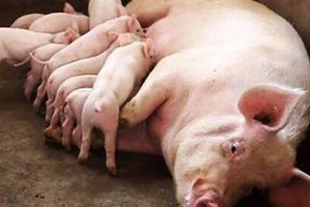 母猪下仔最快的方法,母猪产崽慢怎样解决