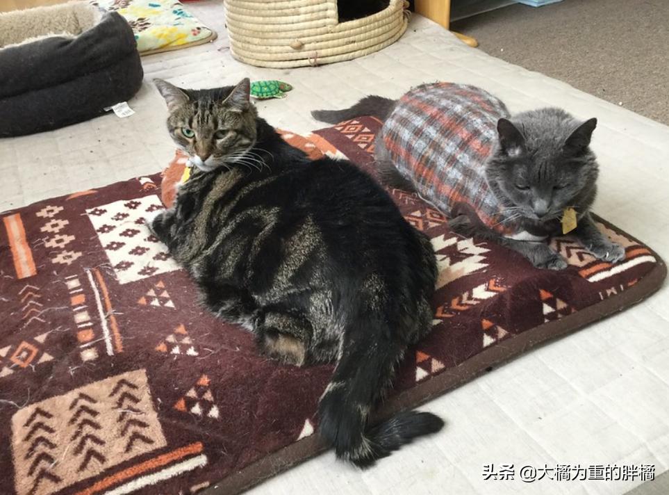 天冷了猫咪也要存肉御寒了,冬天猫咪怕冷吗该怎么给猫咪保暖