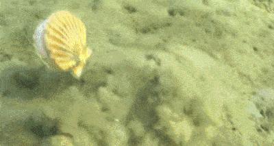 能让扇贝跑路的瑶柱，还堪称海中的“天然味精”（菲李漫画）