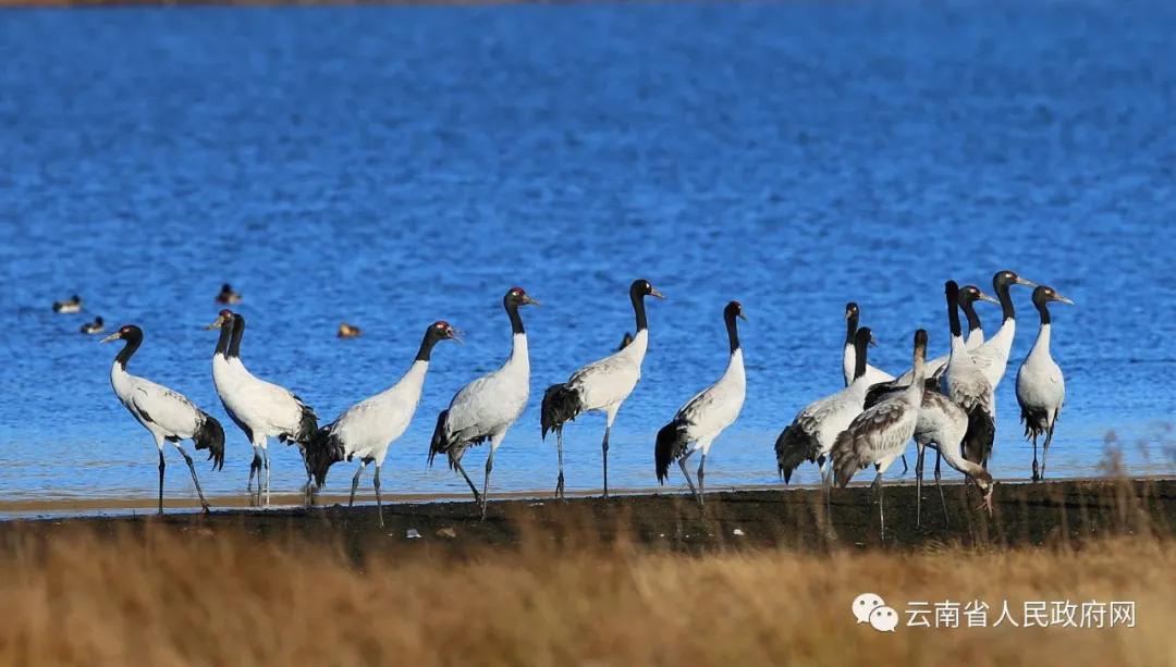 云南生物多样性保护工作,广州生物多样性保护工作亮点纷呈