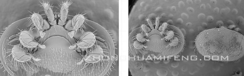 蜜蜂常见病虫害及防治措施,蜜蜂的病害如何防治