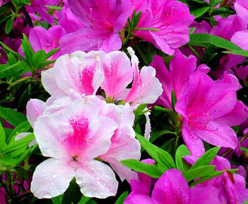 杜鹃花太干了,杜鹃花有点蔫