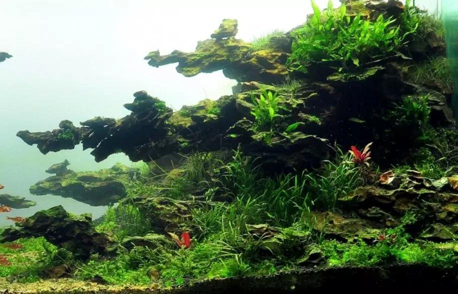 草缸造景教程：胶水造景太温柔，男人就该上电钻