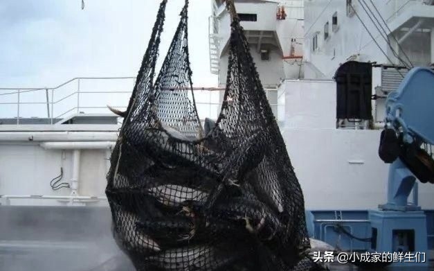 渔民常见捕获海鲜以及价格,野捕海鲜