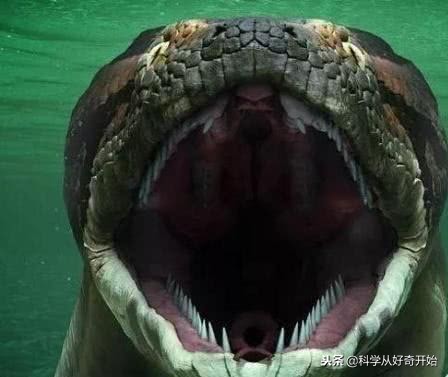 海上遇到鲸鱼会怎么样,海上遇到了海盗怎么办