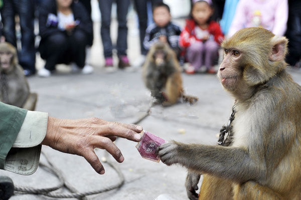 耍猴背后的真实故事,街头耍猴人违法吗