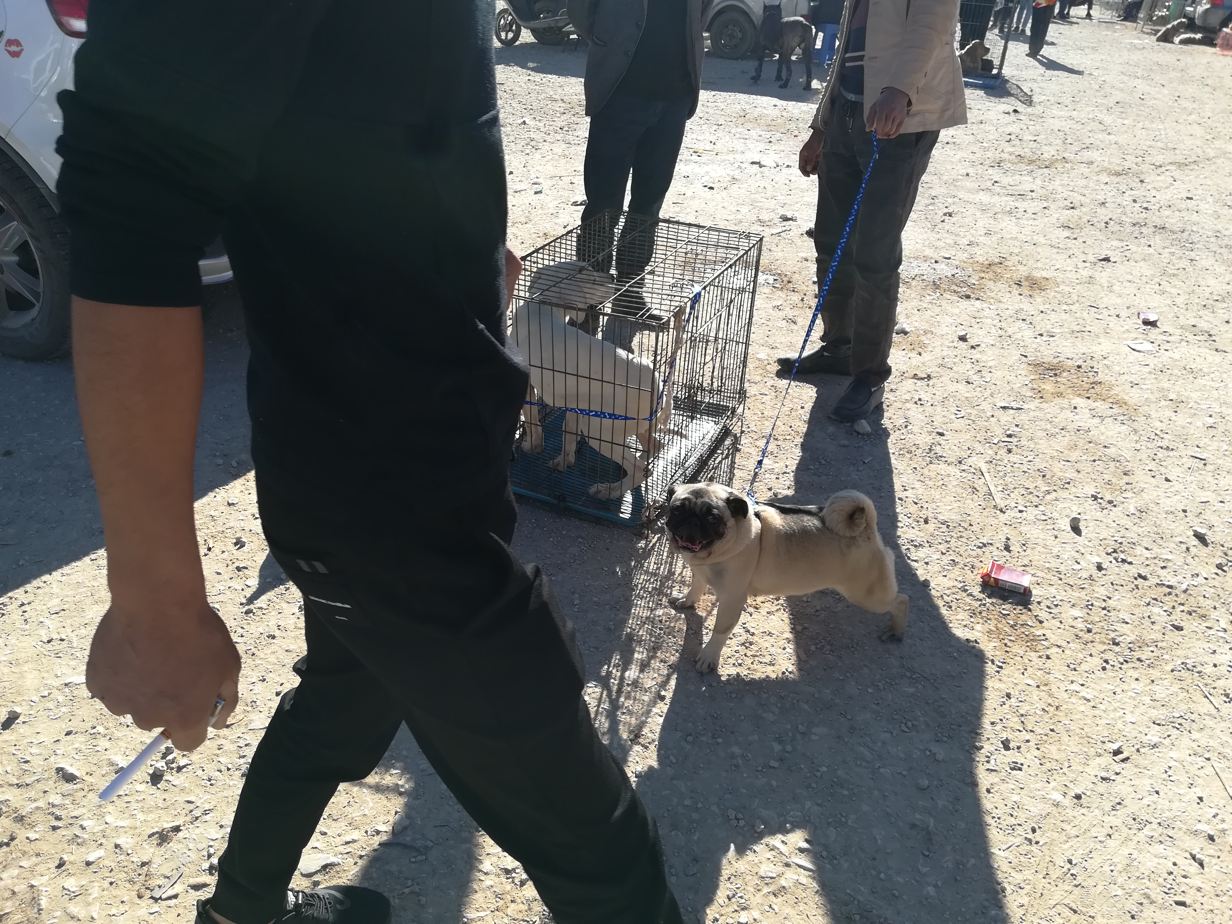 一岁巴哥狗多少钱,商贩出售巴哥犬