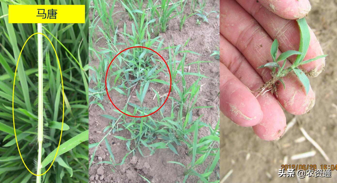 稻田除草技术,水稻田封闭除草的最新方法