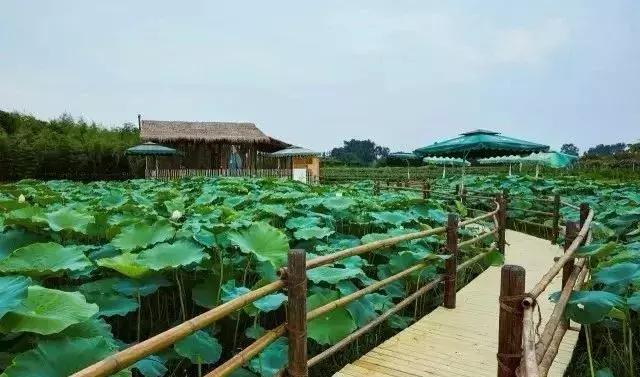 春节假期，小蒲君出几道题目，考考您！用知识防逼婚