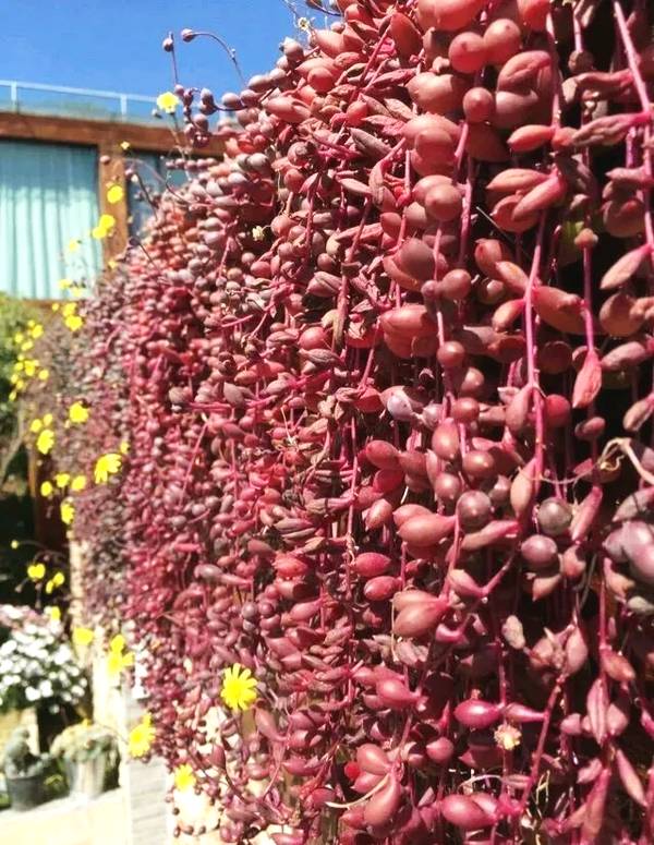 18种寓意好的花,18种花图片大全