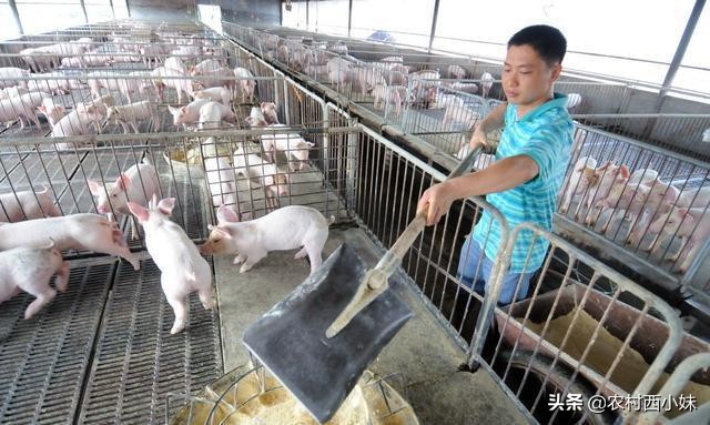 益母草对母猪的危害,母猪用益母草主治啥病