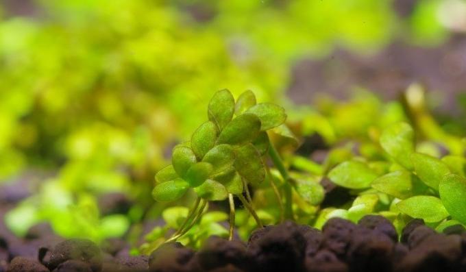 迷你矮珍珠修剪下来的可以种植吗,趴地珍珠和迷你矮珍珠哪个好养