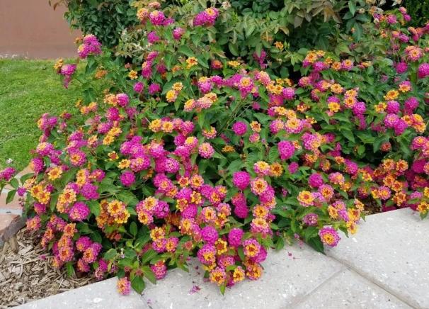 五色梅有没有毒,五色梅有毒还敢养吗