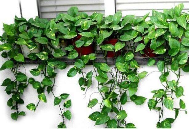 家庭怎么养绿萝用什么肥才茂盛,绿萝浇什么肥料养最好