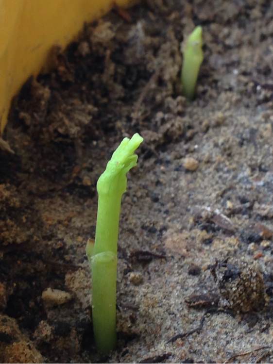 路边捡的银杏叶做成的花,路边捡的银杏果盆景