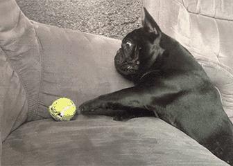 为什么人们很喜欢牛,为什么会有人喜欢斗牛犬